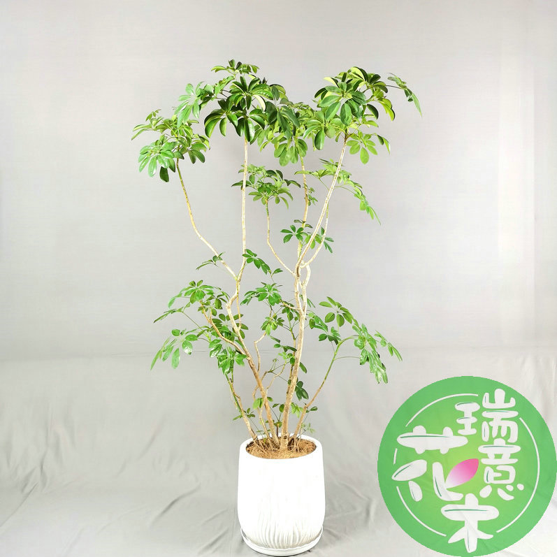西安同城绿植造型招鸭掌财树大型盆栽室内客厅超好养落地植物花卉