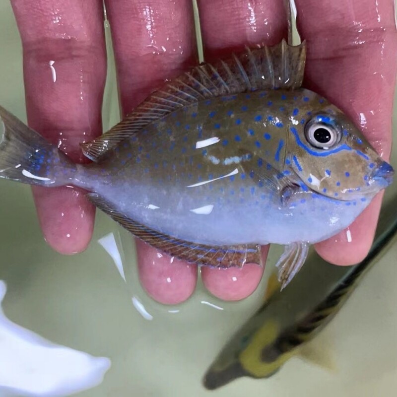 蓝点吊海水鱼观赏鱼水族宠物鱼图片