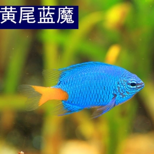黄尾蓝魔海水观赏鱼海缸活体宠物鱼珊瑚缸兼容新手闯缸鱼已检疫