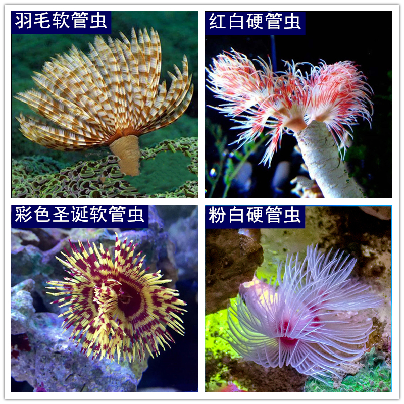 海水观赏生物水族宠物海葵 红白硬管虫彩色圣诞软管虫 羽毛软管虫