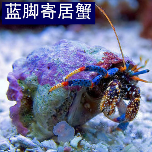 蓝脚寄居蟹海水观赏蟹除藻清残渣