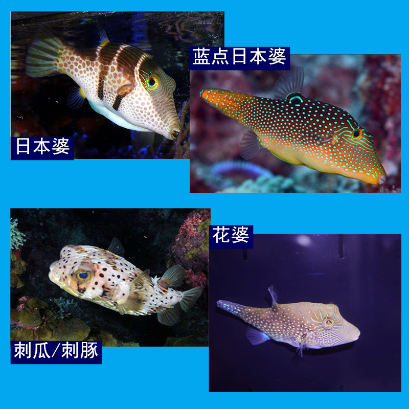 刺豚 海水鱼观赏鱼 海洋生物宠物鱼 海龙王 刺瓜 花婆 蓝点日本婆