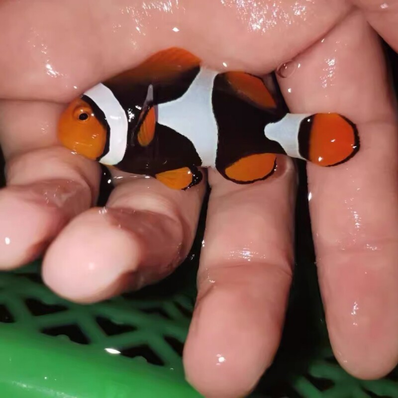 全黑背心小丑海水观赏鱼活体鱼海缸珊瑚缸宠物鱼水族小丑鱼已检疫