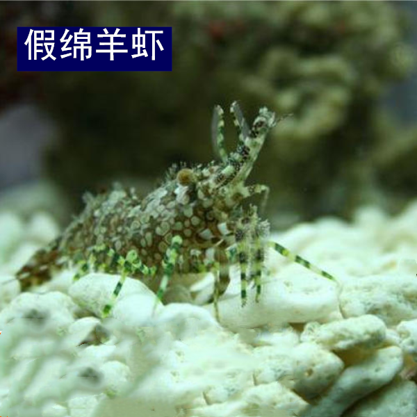 假绵羊虾海水吃藻虾海缸除藻