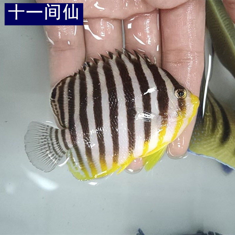 十一间仙海水观赏鱼海缸宠物鱼水族小型神仙鱼活体鱼已检疫