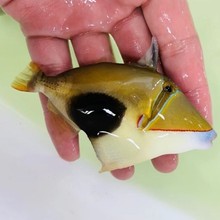 黑肚鸳鸯炮弹鱼海水观赏鱼海缸宠物鱼海水生物水族活体鱼