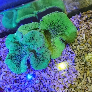 绿地毯海葵短须珊瑚海水生物活体海缸宠物小丑鱼共生地毯海葵