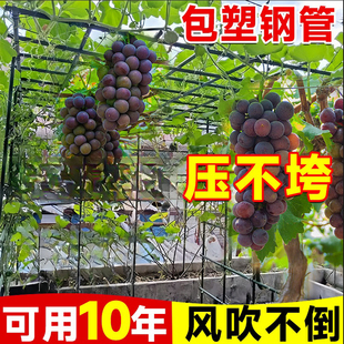 牵引架猕猴桃南瓜葫芦架 庭院户外葡萄架百香果专用爬藤架子立柱式