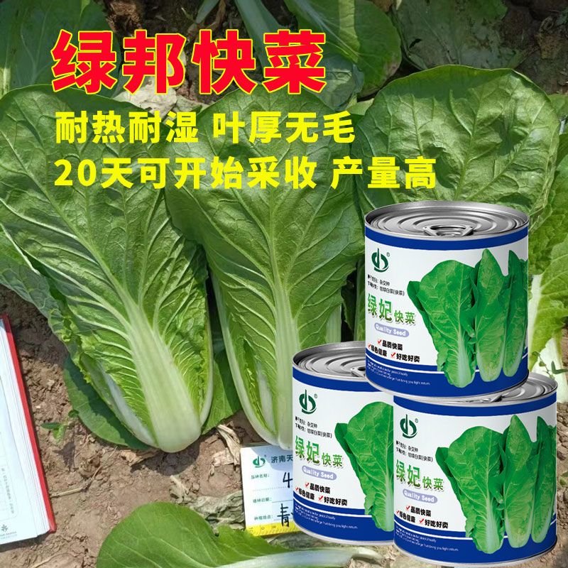 天瑞绿妃快菜种子可批发