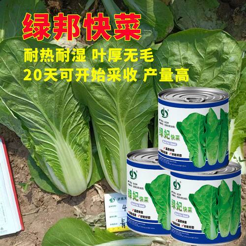 天瑞绿妃快菜种子可批发