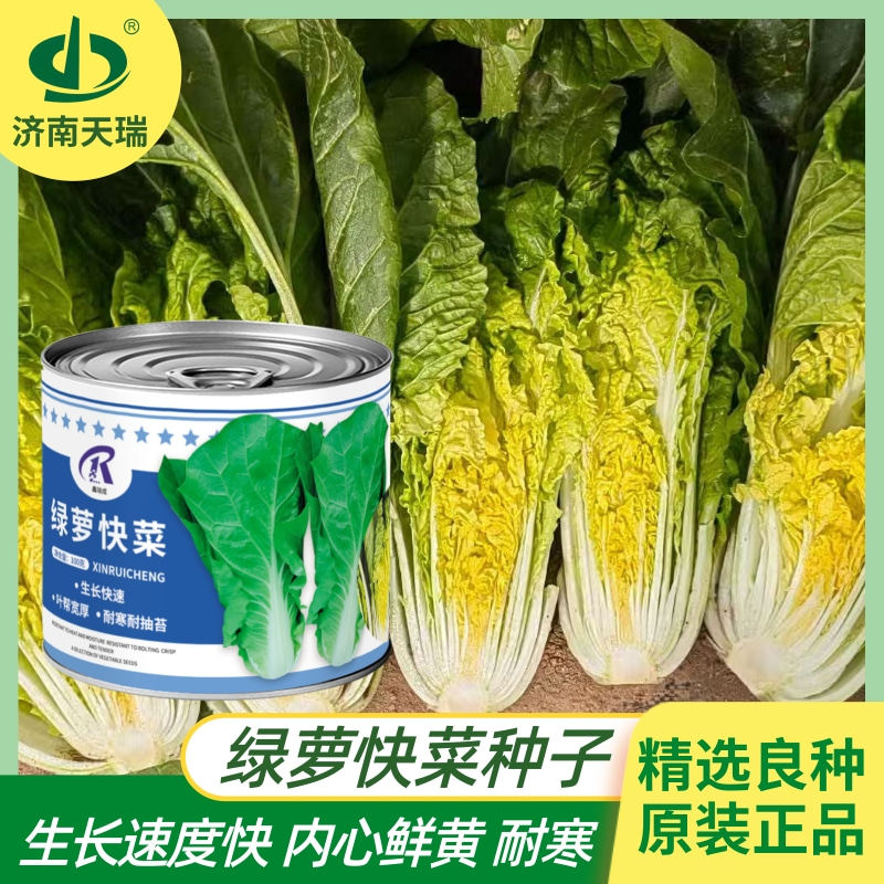 绿萝耐寒快菜种子生长速度快黄芯无绒毛快菜耐抽苔保护地越冬快菜