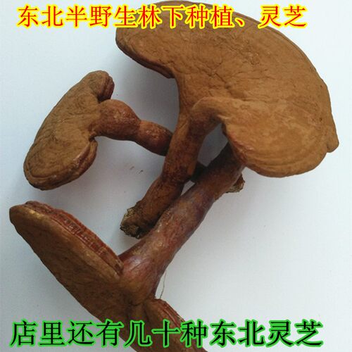 东北半野生整枝500克包邮灵芝