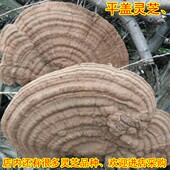 包邮 长白山野生平盖灵芝 500克 野生树舌灵芝片 大块整个木灵芝