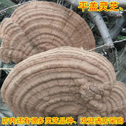长白山野生平盖灵芝/ 大块整个木灵芝 野生树舌灵芝片 500克包邮 - 封面