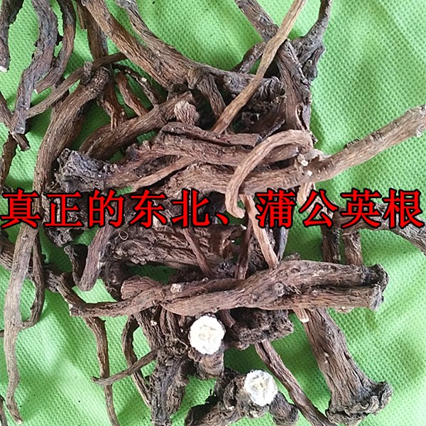 东北特产野生蒲公英根 蒲公英根茶 婆婆丁根干带根的新货500g包邮