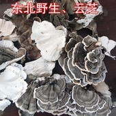 野生灵芝 云芝蘑 云芝 500克一斤 长白山野生云芝 包邮 整枝灵芝