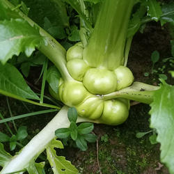 四川农家正宗特产自种榨菜新鲜涪陵青菜头菱角芥菜羊角菜5斤包邮