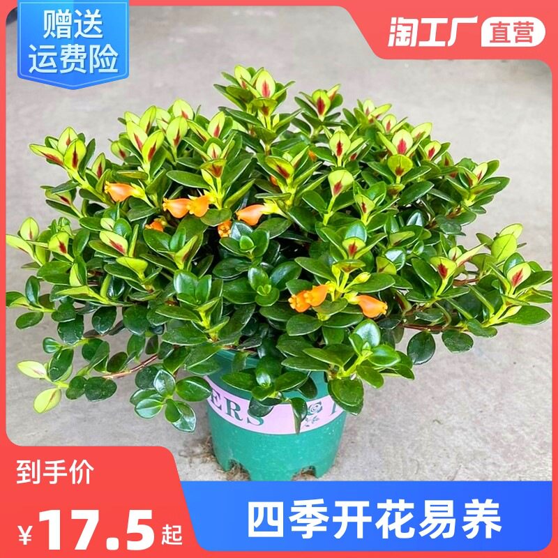 金鱼花吊兰盆栽带花苞室内四季常