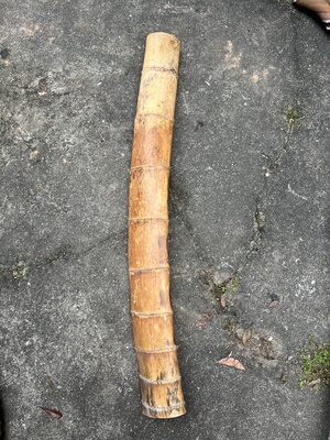 异形特色南竹长度89厘米