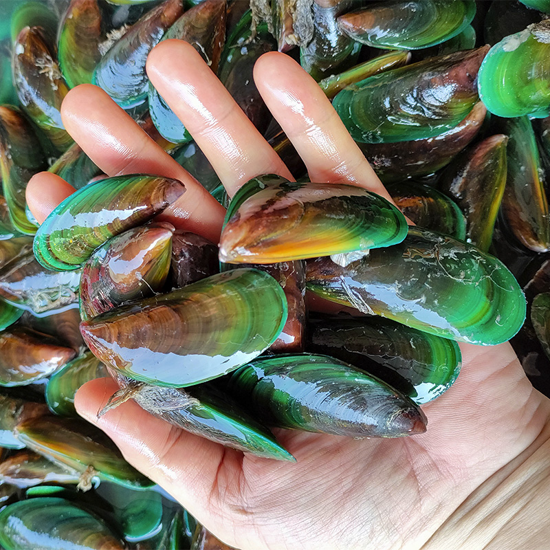 绿壳野生青口贝鲜活海捕海虹淡菜