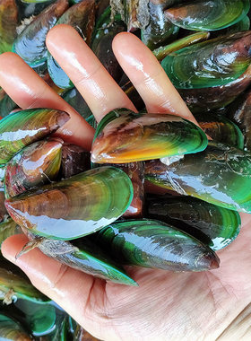 绿壳野生青口贝鲜活海捕海虹淡菜
