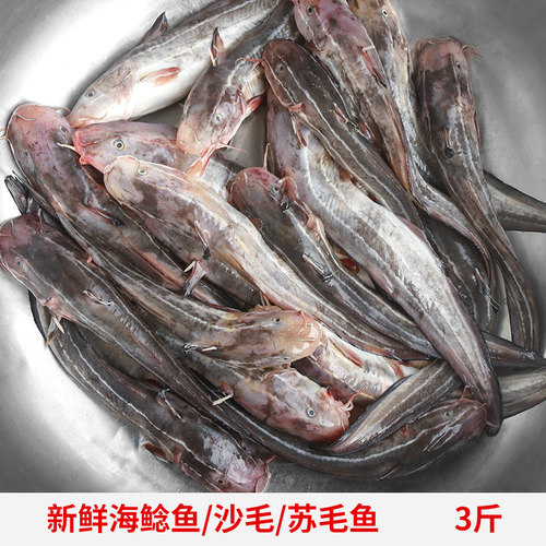 海捕沙毛鱼新鲜线纹鳗鲶海鱼八须鲶鳗鲲带苏毛鱼松毛海鲶鱼