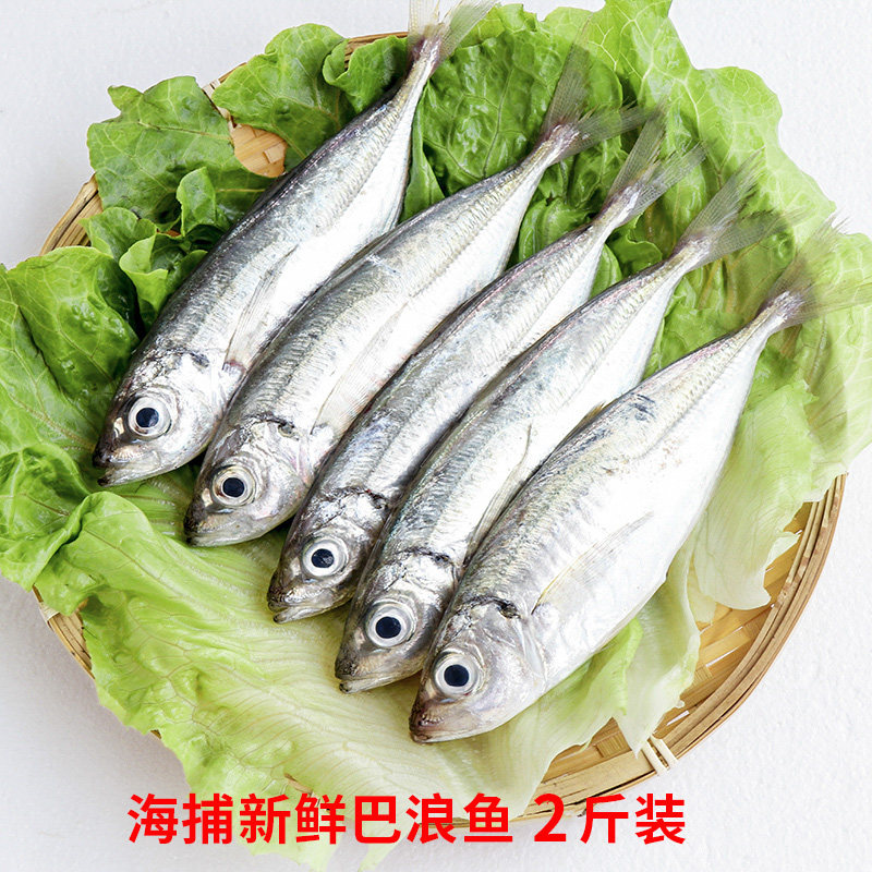 巴浪鱼新鲜当天海捕冷冻海鲜鲜活水产烧烤速冻新鲜竹荚鱼