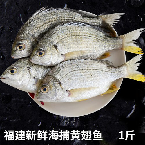 福建现捕黄翅鱼新鲜海鲜水产鲜活捕捞黄赤鱼黄鳍鲷黄脚立鱼海鱼
