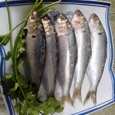 海捕新鲜鲜活鲥鱼海鲫鱼