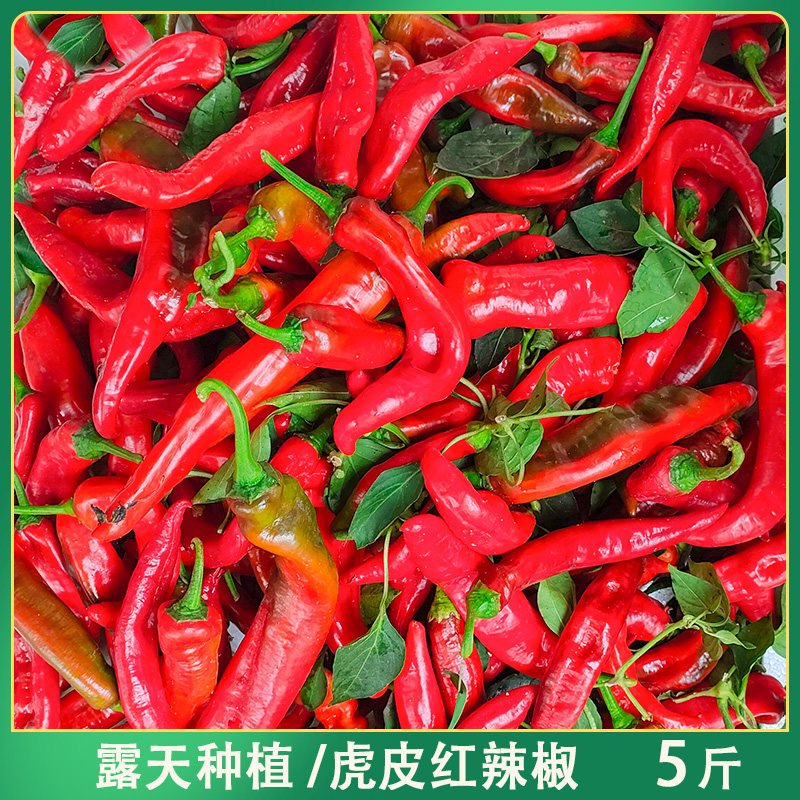 新鲜辣妹子虎皮红辣椒大红尖椒中辣香辣肉厚剁椒做辣椒酱当季蔬菜