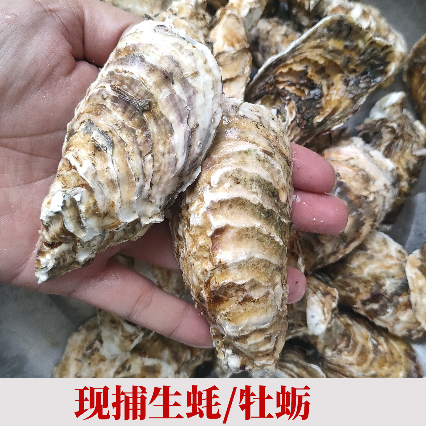福建漳州东山岛大个带壳生蚝新鲜牡蛎新鲜海鲜贝壳烧烤生蚝牡蛎