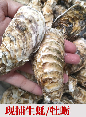 福建漳州东山岛大个带壳生蚝新鲜牡蛎新鲜海鲜贝壳烧烤生蚝牡蛎