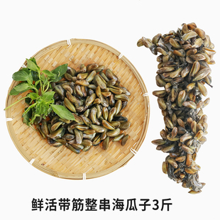 整串带筋海瓜子水产新鲜带筋土整串福建薄壳米海捕贝壳海鲜薄壳