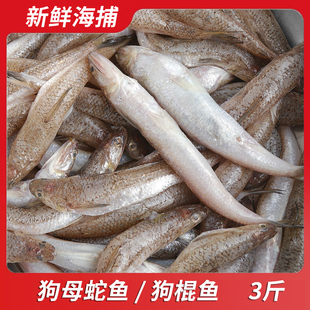 新鲜海捕狗母蛇鱼狗棍鱼整条福建漳州那哥鱼海鲜海鱼可做鱼肉丸