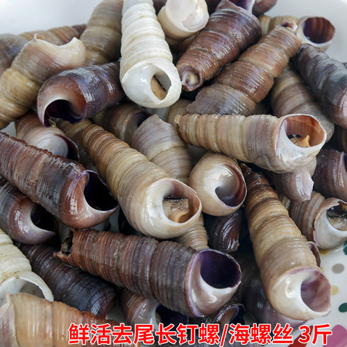 鲜活长钉螺去尾免处理新鲜海螺丝