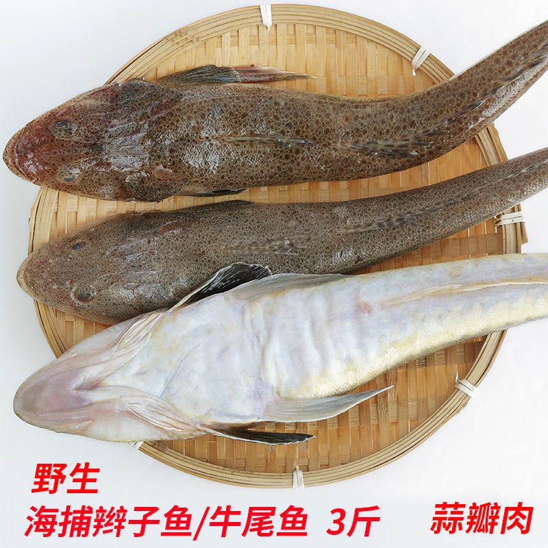 新鲜辫子鱼牛尾鱼海捕狗腿鱼鲜活海鱼海鲜水产拐子鱼福建海鲜水产