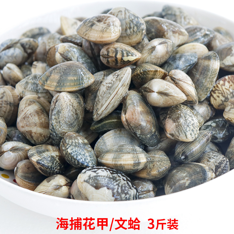 蛤蜊鲜活新鲜福建花蛤蜊