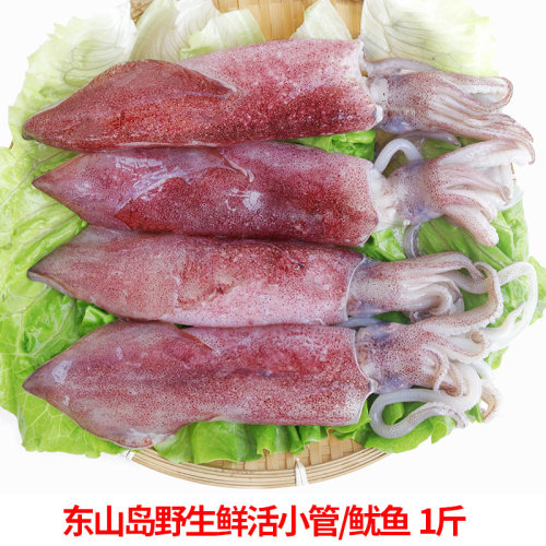福建东山岛小管笔管大鱿鱼