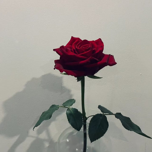 云南鲜花水养玫瑰花朵花束婚庆生日花花艺轻奢浪漫表达爱意