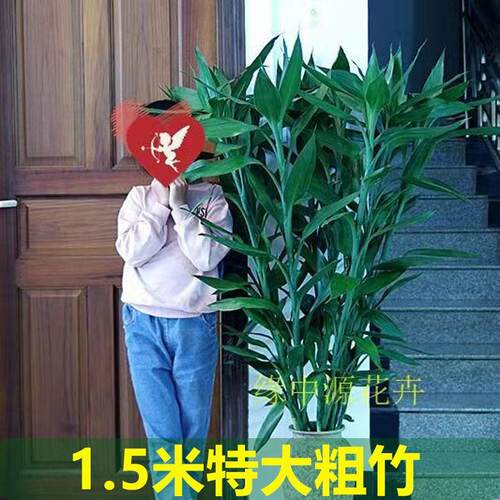 【超大粗竹】富贵竹水培植物大叶竹转运竹盆栽植物室内绿植花卉