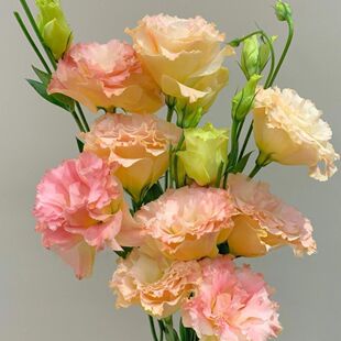 洋桔梗鲜花包邮直发搭云南插花束绿色洋桔梗组合混装家用花桔梗花