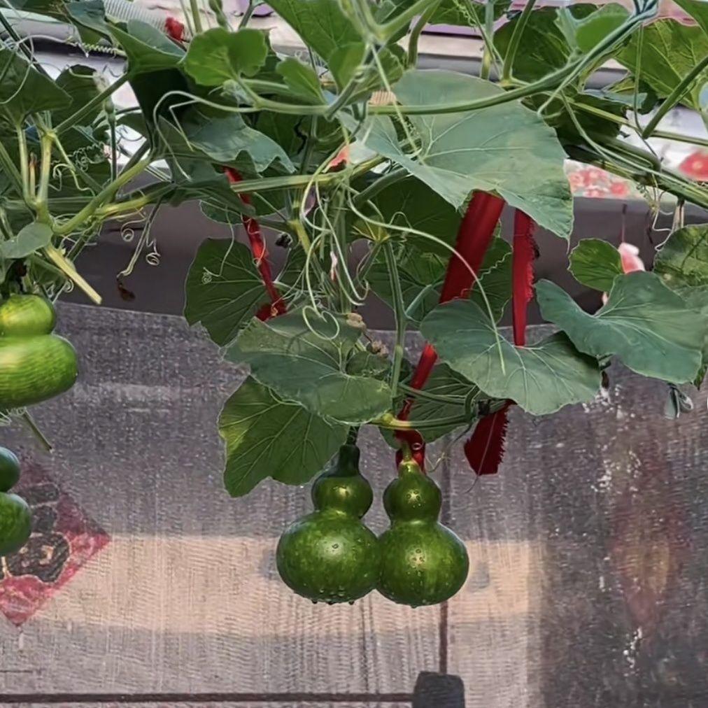 葫芦新鲜葫芦现摘现发葫芦文玩青皮天然喜庆挂件云南