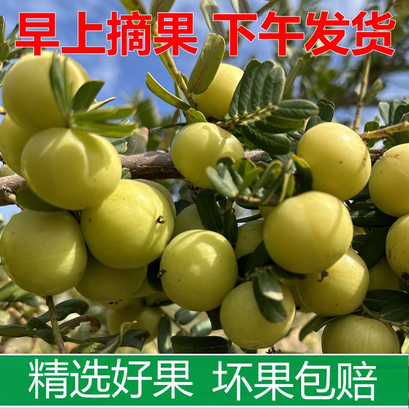潮汕特产油甘果苗嫁接甜种油甘苗柿饼甜油甘果树苗高产余甘果