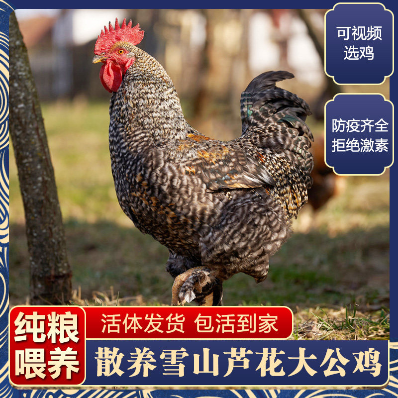 农家散养金芦花公鸡土鸡活体活鸡包活到家走地鸡汶上雪山芦花公鸡