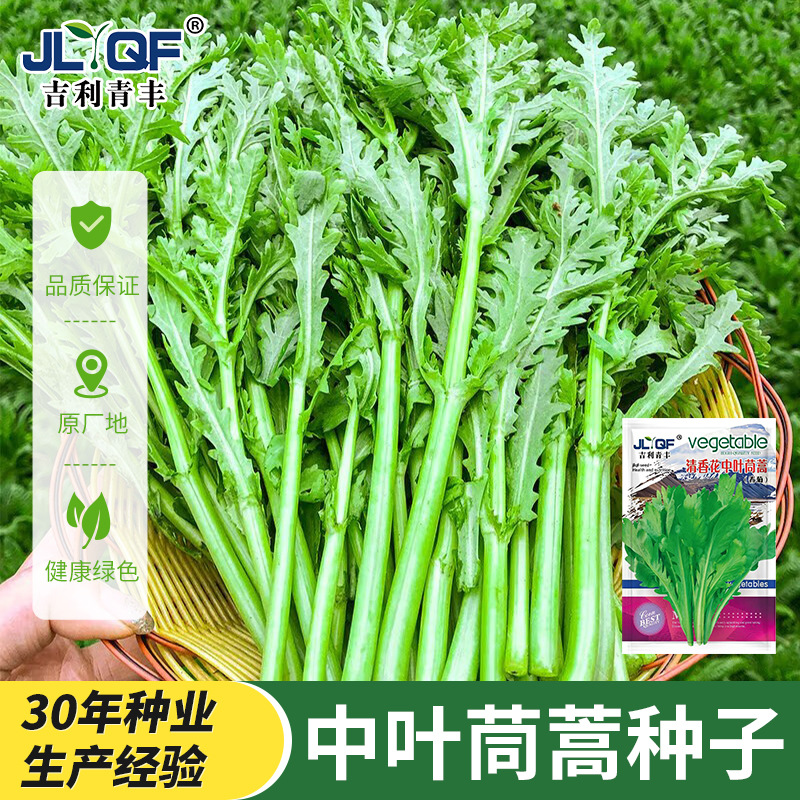皇帝菜中叶茼蒿种子大叶蒿菜籽四季种阳台盆栽蔬菜籽秋播小叶高杆