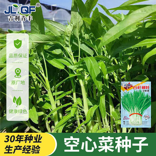 白杆柳叶空心菜种子白梗通心菜种籽阳台盆栽青菜农家菜园蔬菜种孑