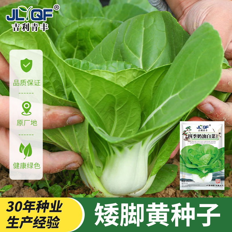 矮脚黄白菜种子小青菜种籽春秋四季油菜盆栽矮脚白菜籽蔬菜孑大全