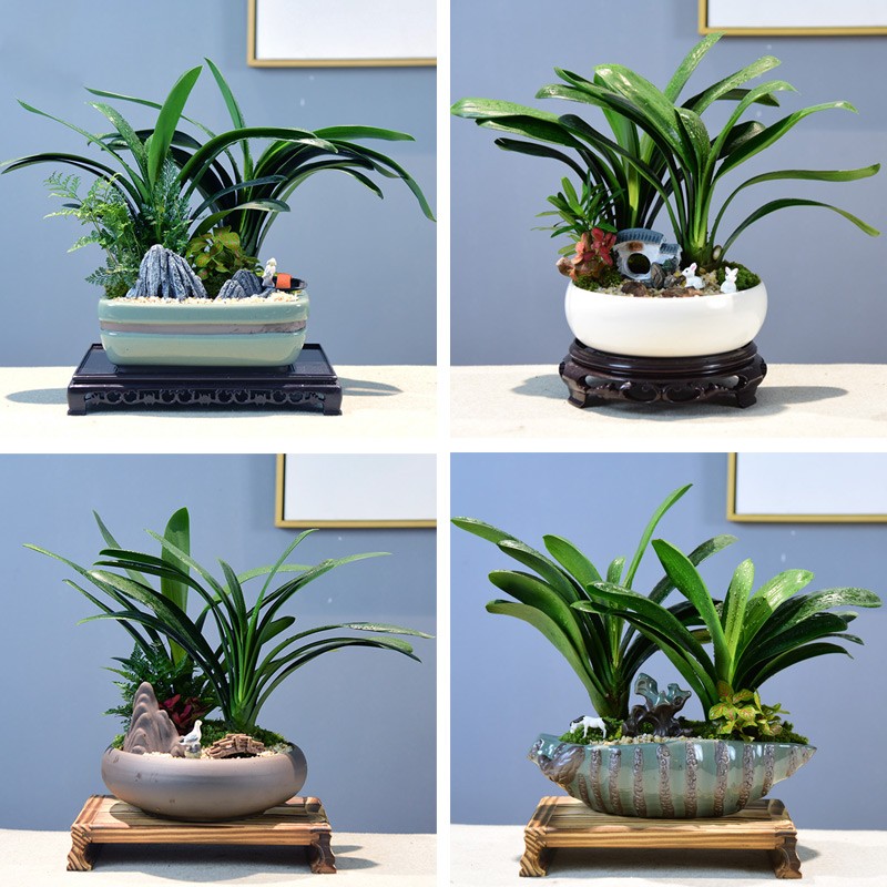 君子兰盆栽办公室内花卉室内客厅盆景绿植好养桌面装饰植物中式