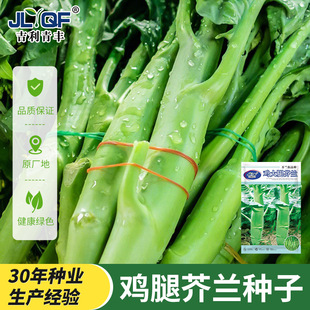 鸡腿芥兰种子芥兰菜种籽潮汕红芥蓝菜籽甜芯绿芥蓝种孑四季蔬菜籽