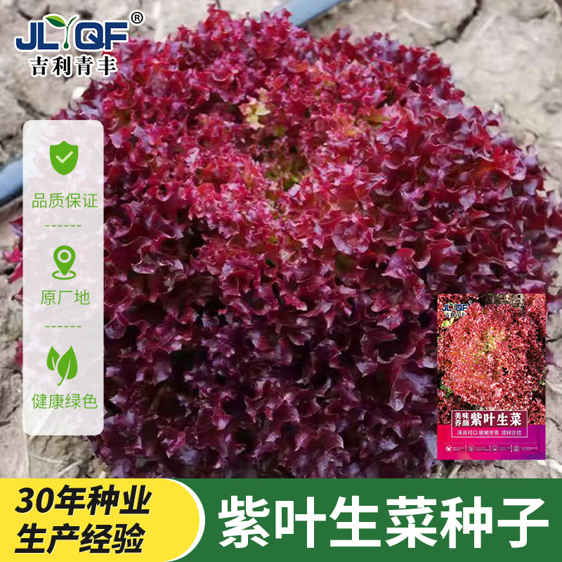 紫叶生菜种子大全四季奶油生菜种籽孑罗马农家春夏秋季菜籽种南方